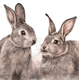 photo of Wild Rabbits greetings card