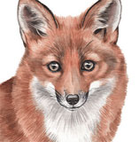 photo of Fox greetings card