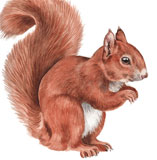 photo of Red Squirrel greetings card