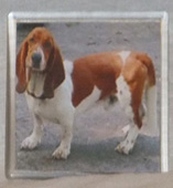 photo of Bassett Hound Coaster