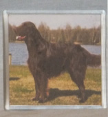 photo of Brown Flat Coated Retriever Coaster