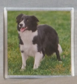 photo of Collie Coaster