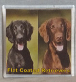 photo of Flat Coated Retrievers Heads Coaster