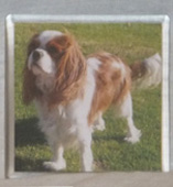 photo of King Charles Spaniel Coaster