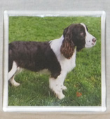 photo of Springer Spaniel Coaster