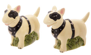 photo of English Bull Terrier Cruet