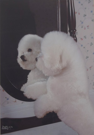 photo of Bichon Frise No 6 portrait image