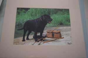 photo of photo of Black Labrador Black Labrador No 3 mount