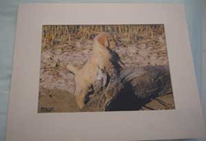 photo of photo of Golden Retriever No 2 mounted