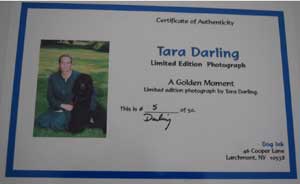 photo of Golden Retriever No 5 portrait certificate