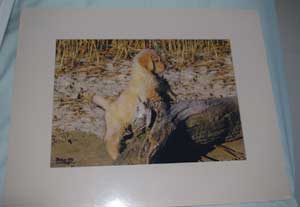 photo of photo of Golden Retriever No 5 mounted