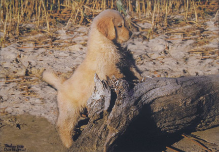 photo of photo of Golden Retriever portrait image