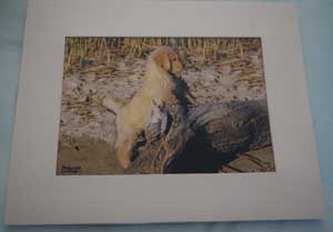 photo of photo of Golden Retriever No 5 mounted