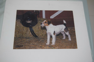 photo of photo of Jack Russell No 10 mounted