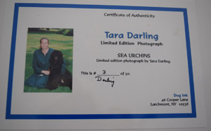 photo of Yellow Labradors No 3 portrait certificate
