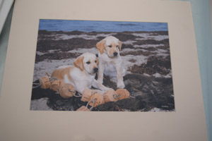 photo of photo of Yellow Labradors No 3 mounted