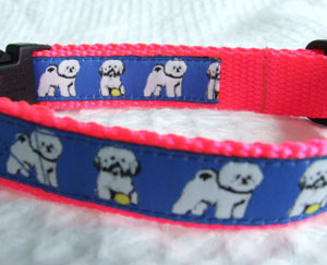 photo of Woven Collar - bichon frise - Blue on Pink