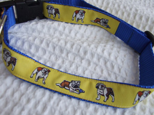 photo of Bulldog Yellow on Blue Collar