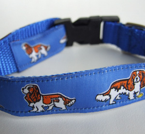 photo of Woven Collar - King Charles Spaniel Blenheim - Blue