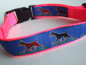 photo of Dobermann Blue on Pink collar