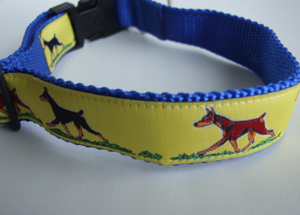 photo of Dobermann Blue on Orange collar