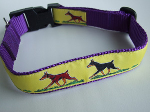 photo of Dobermann collar, Yellow on Purple