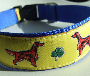 photo of Irish Setter Yellow on Blue Collar