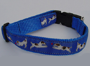 photo of Jack Russell Terrier Blue Woven Collar