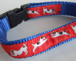 photo of Jack Russell Terrier Red on Blue Woven Collar