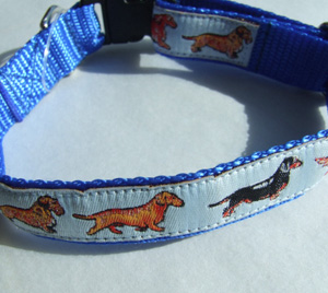 photo of Woven Collar - Miniature Dachshund - Blue