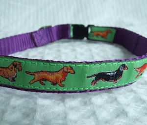 photo of Woven Collar - Miniature Dachshund - Green on Purple