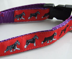 photo of Miniature Schnauzer Red on Purple Woven Collar