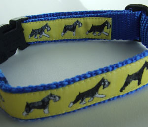 photo of Miniature Schnauzer Yellow on Blue Woven Collar