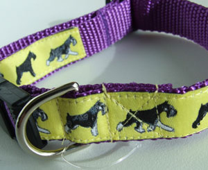 photo of Miniature Schnauzer Yellow on Purple Woven Collar