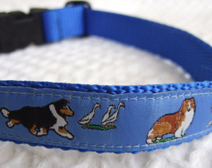 photo of Sheltie Blue Woven Collar