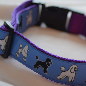 photo of Woven Collar - Standard Poodle - Blue on Purple