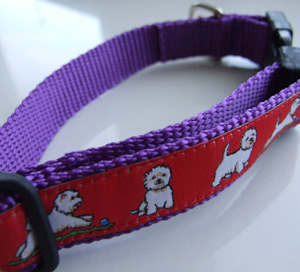 photo of Westie Red on Blue Woven Collar